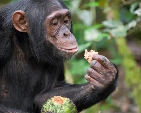 Chimpanzees Consume Daily Alcohol Equivalent to a Pint from Ripe Figs